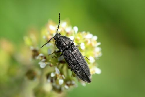 Réf. 182 609 : Cidnopus pilosus